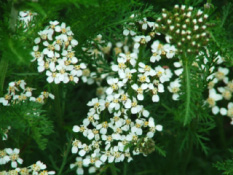 Achillea millefolium Duizendblad bestellen